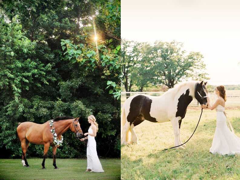 ᐉ свадебная фотосессия с лошадьми, собаками - фото и видео пример - svadebniy-mir.su