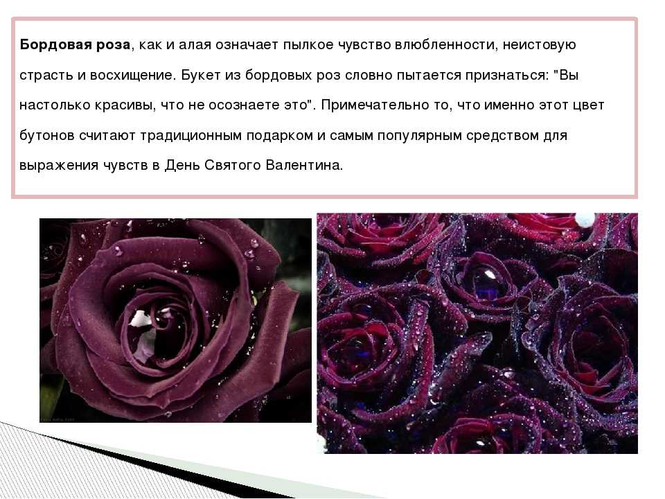 Что означает розовое красное. Фиолетовые розы на языке цветов. Значение цвета роз. Что означает цвет роз.